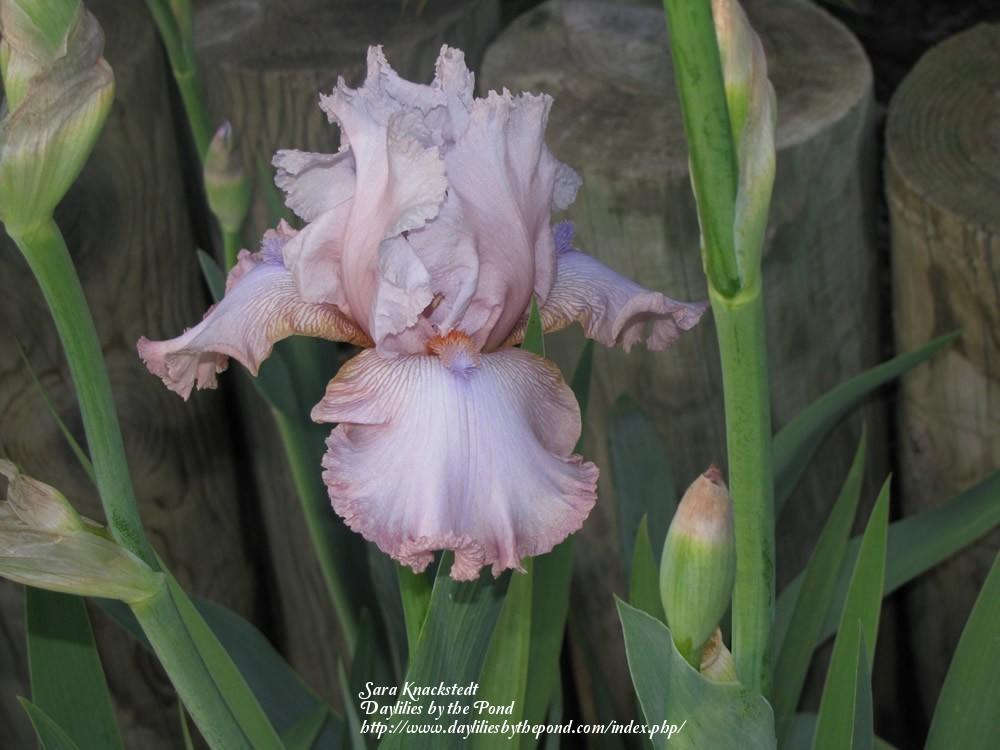 Photo of Tall Bearded Iris (Iris 'Power Point') uploaded by Joy