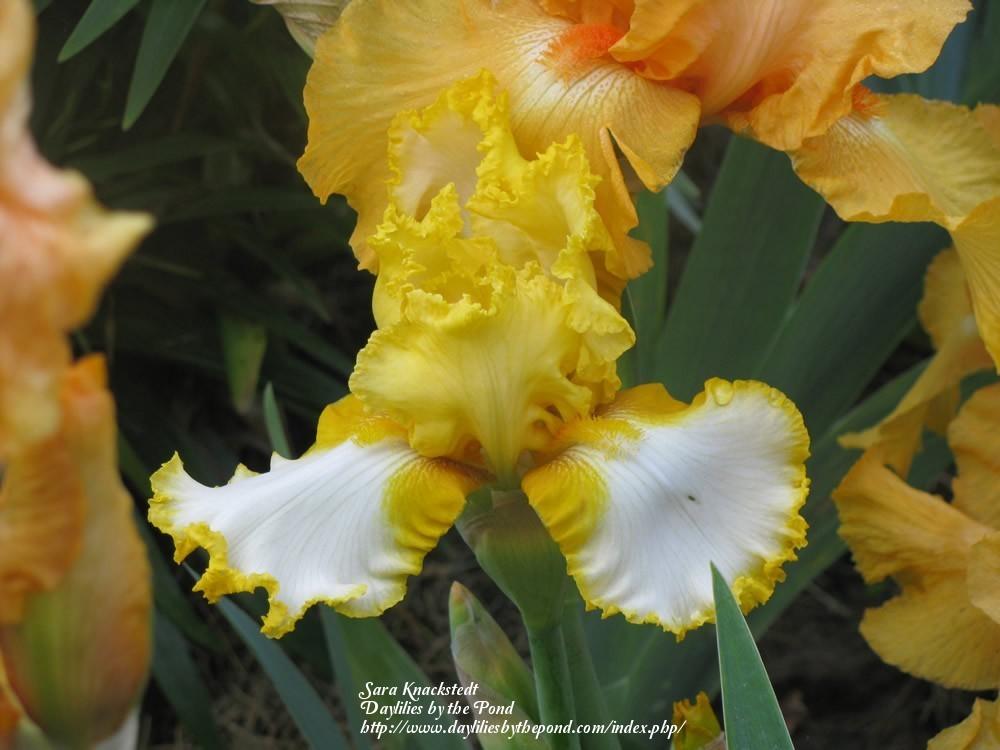 Photo of Tall Bearded Iris (Iris 'Lemon Fever') uploaded by Joy