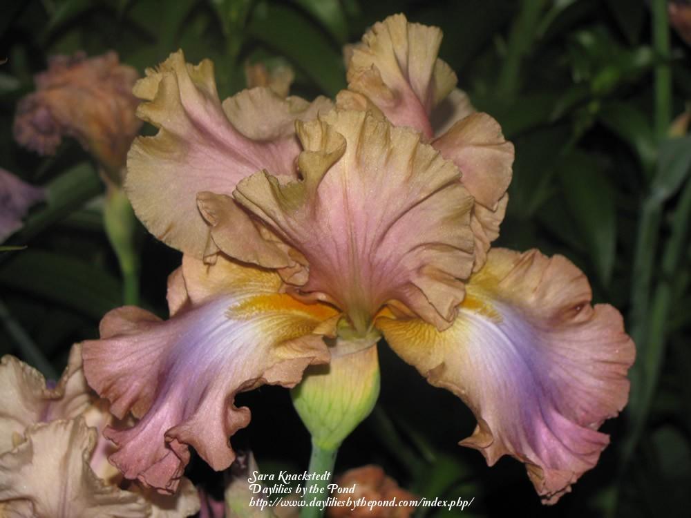 Photo of Tall Bearded Iris (Iris 'Tamara Kay') uploaded by Joy
