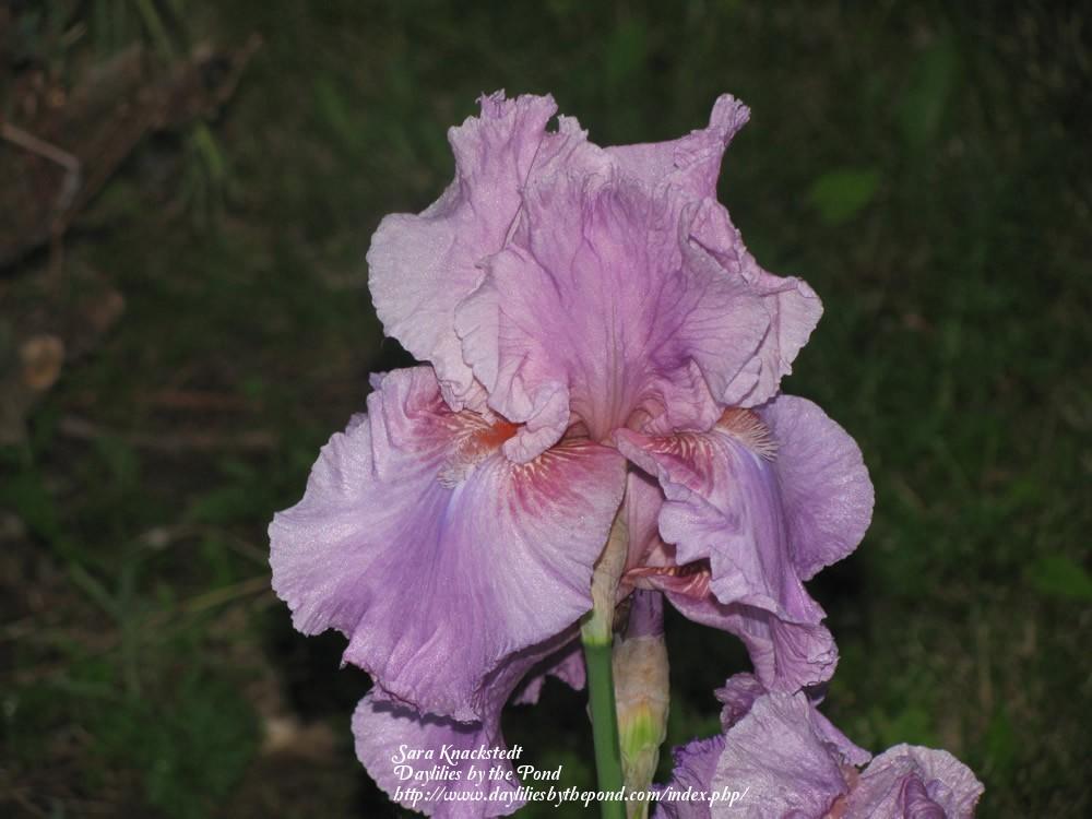 Photo of Tall Bearded Iris (Iris 'Painted Clouds') uploaded by Joy