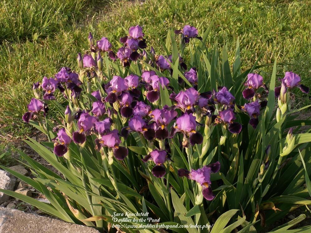 Photo of Miniature Tall Bearded Iris (Iris 'Reminiscence') uploaded by Joy