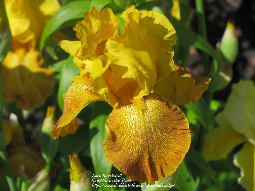 Photo of Tall Bearded Iris (Iris 'Shaft of Gold') uploaded by Joy