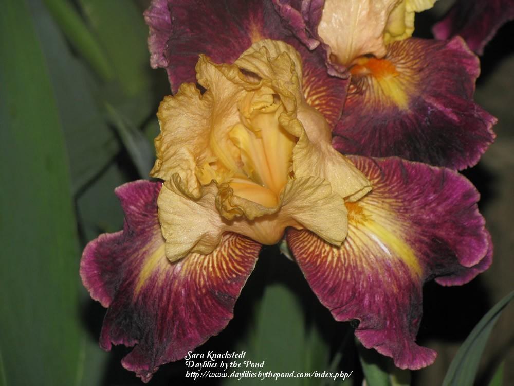 Photo of Tall Bearded Iris (Iris 'Let's Boogie') uploaded by Joy
