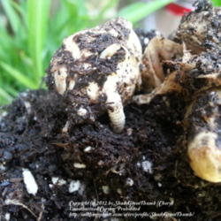 Location: Houston area
Date: 2012-08-31
root on nearly dormant corm