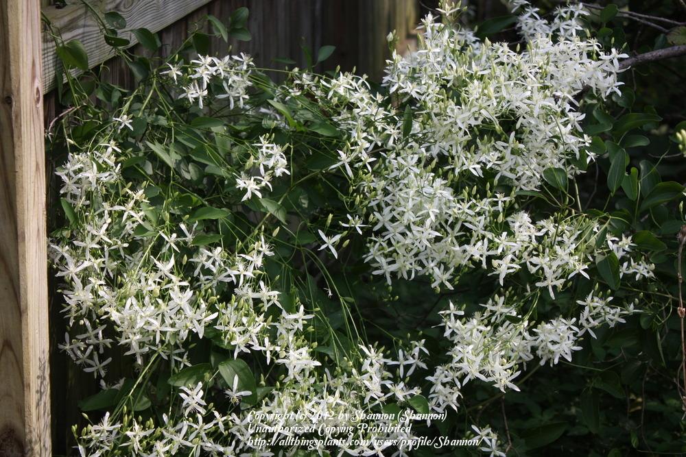 Photo of American Virgin's Bower (Clematis virginiana) uploaded by Shannon
