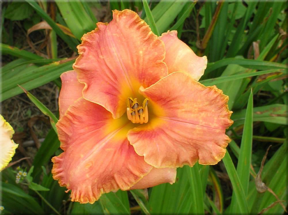 Photo of Daylily (Hemerocallis 'Trial by Fire') uploaded by vic