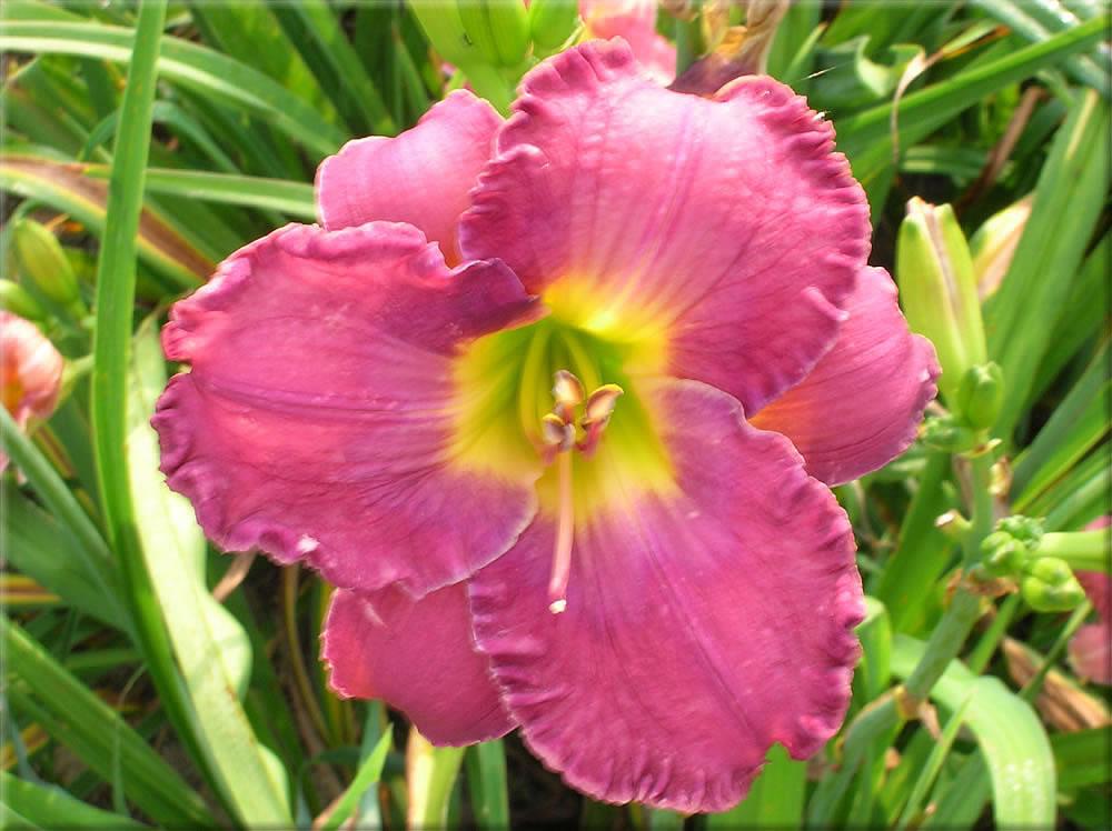 Photo of Daylily (Hemerocallis 'Voices in Fog') uploaded by vic