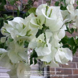 Location: Houston area
Date: 2012-09-01
White is not exciting but it sure is pretty and brightens any cor