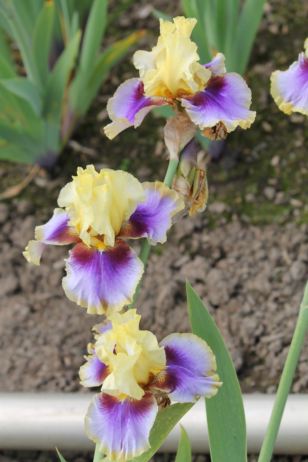 Photo of Tall Bearded Iris (Iris 'Gypsy Lady') uploaded by ARUBA1334