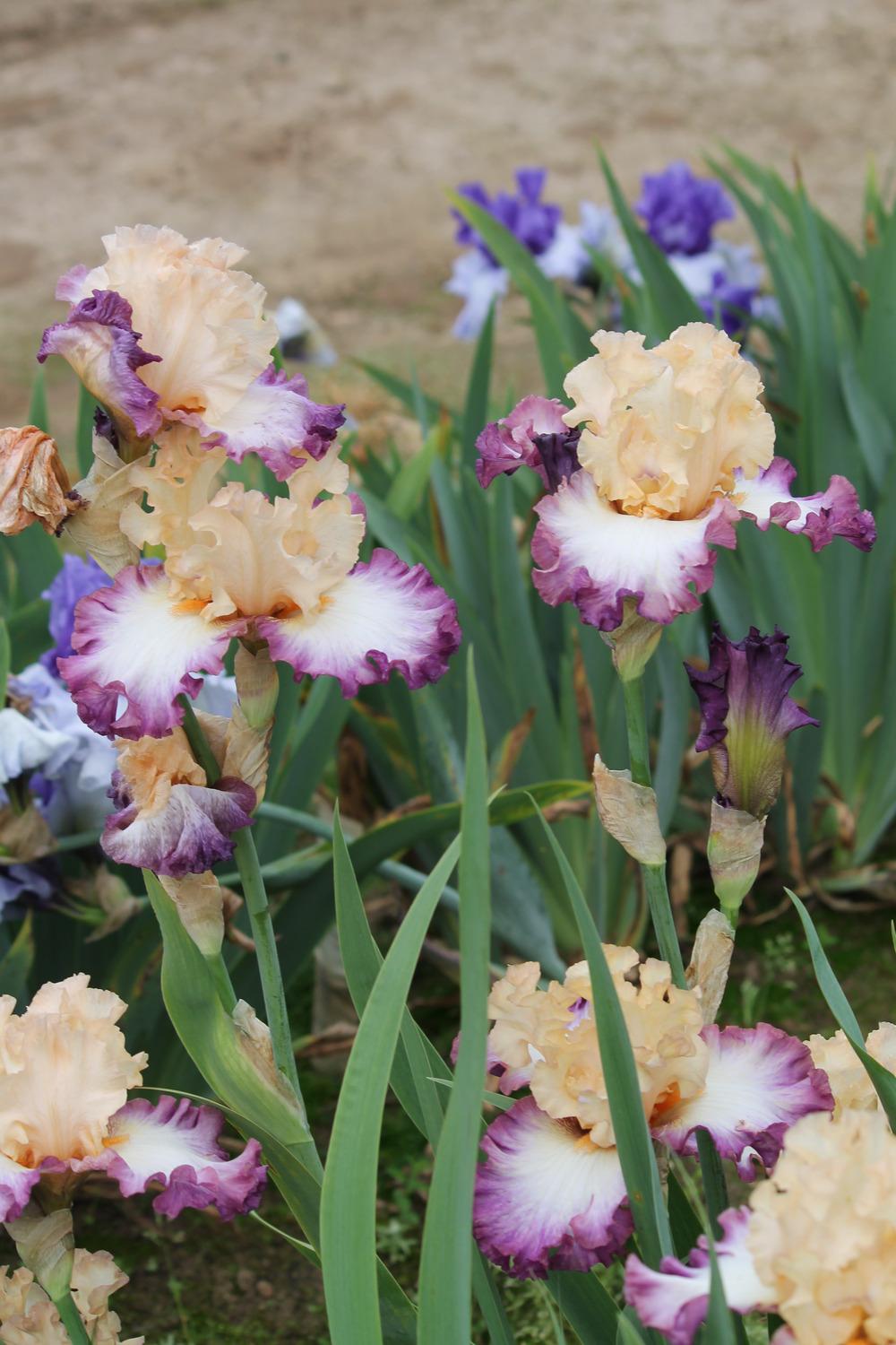 Photo of Tall Bearded Iris (Iris 'Passionate Kisses') uploaded by ARUBA1334
