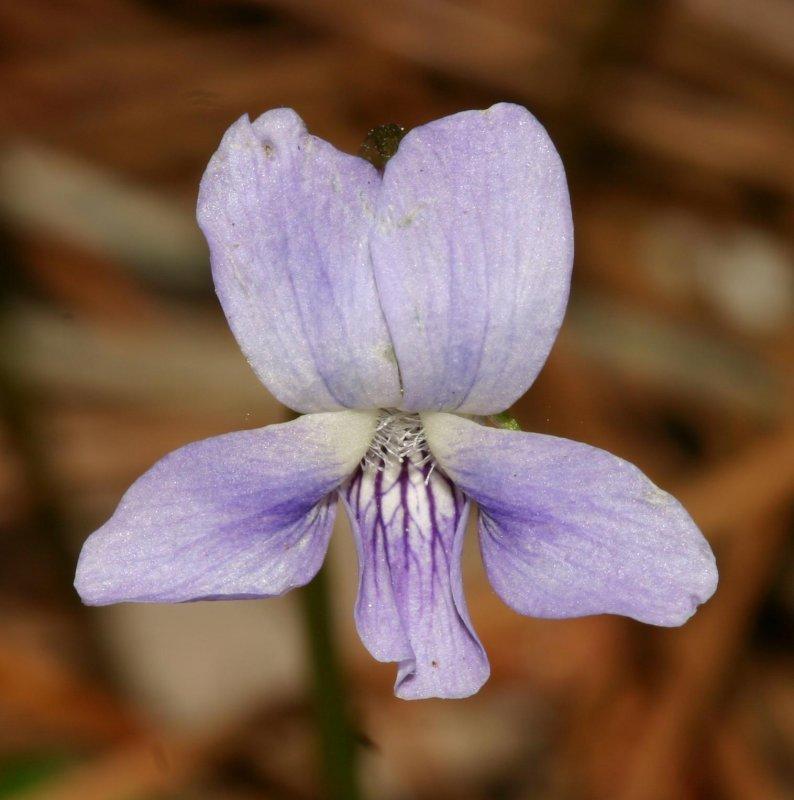 Photo of Sand Violet (Viola affinis) uploaded by flaflwrgrl