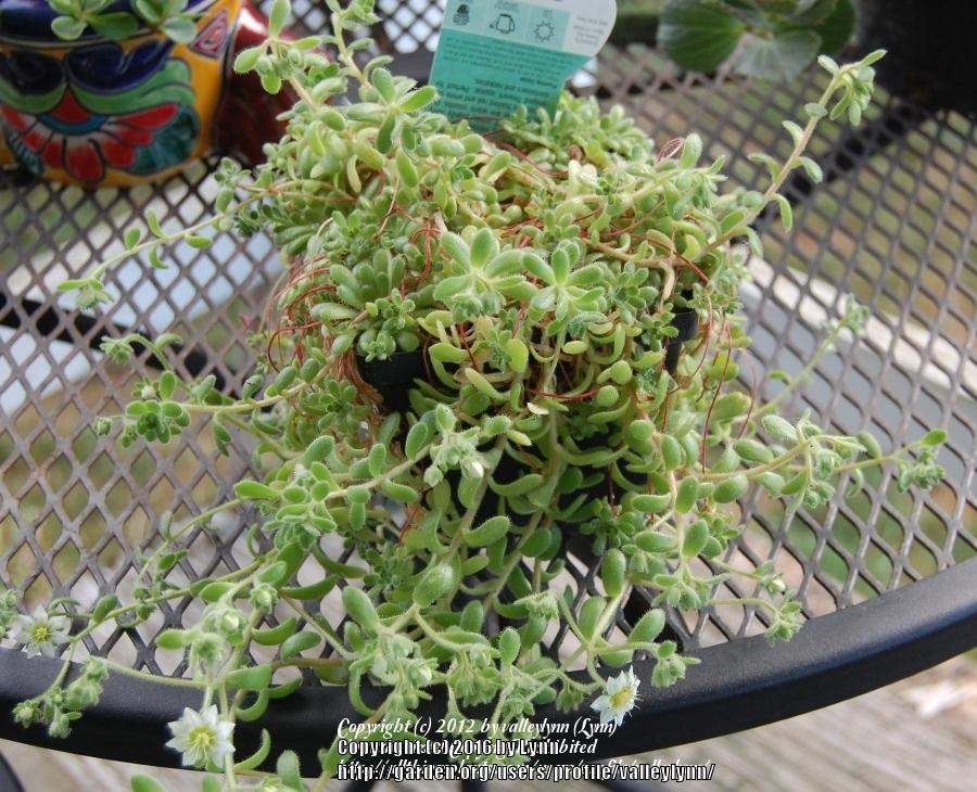 Photo of Rosularia (Rosularia sedoides) uploaded by valleylynn