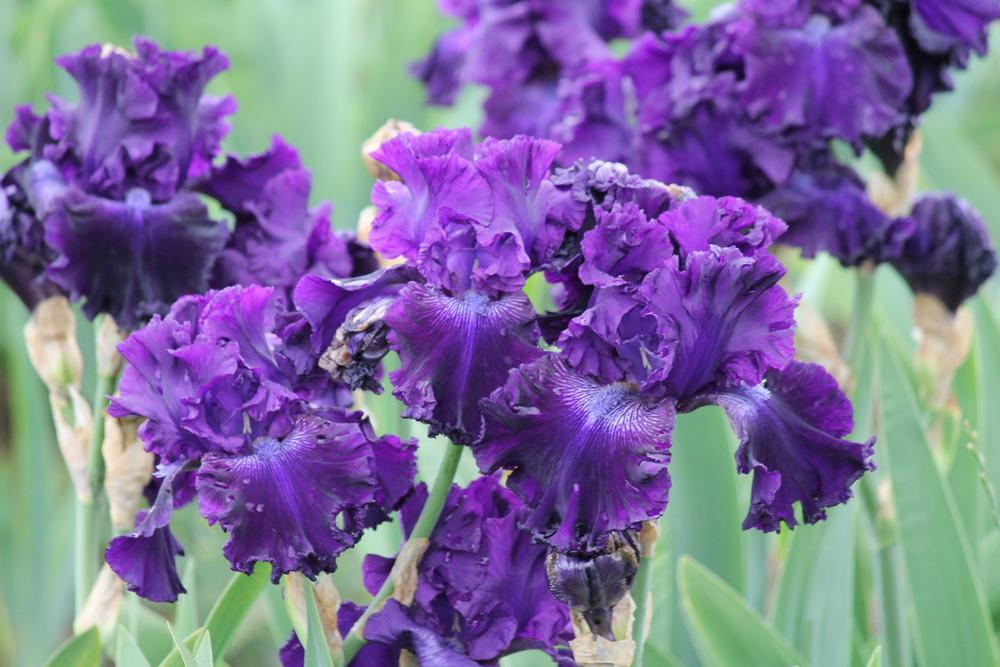 Photo of Tall Bearded Iris (Iris 'Hollywood Nights') uploaded by ARUBA1334
