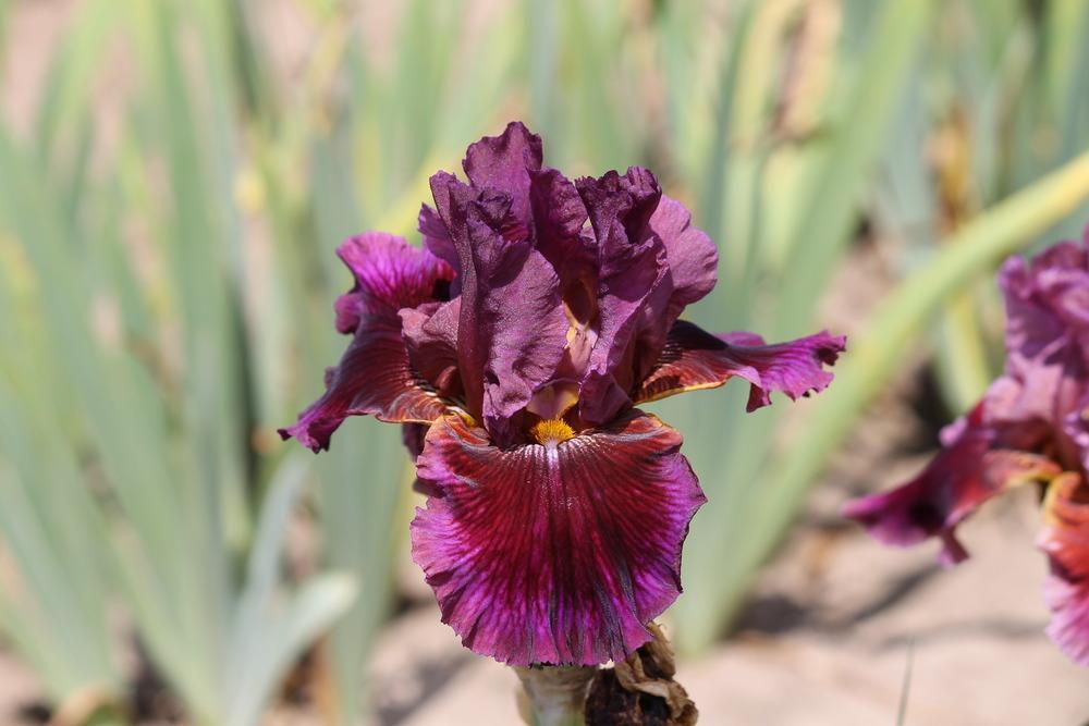 Photo of Tall Bearded Iris (Iris 'Gaudy Is Good') uploaded by ARUBA1334