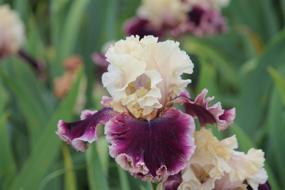 Photo of Tall Bearded Iris (Iris 'Hold My Hand') uploaded by ARUBA1334