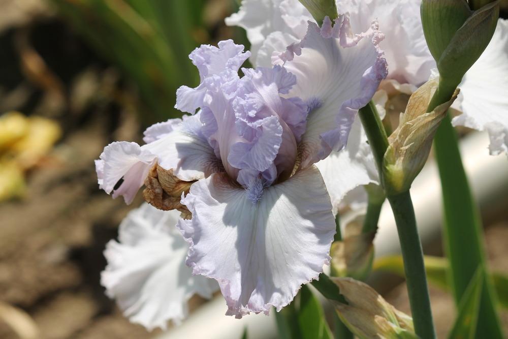 Photo of Tall Bearded Iris (Iris 'Secret Affair') uploaded by ARUBA1334