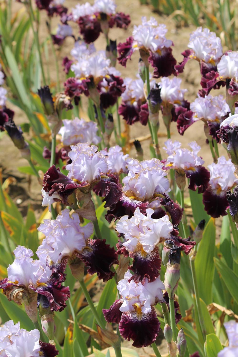 Photo of Tall Bearded Iris (Iris 'Magic Masquerade') uploaded by ARUBA1334