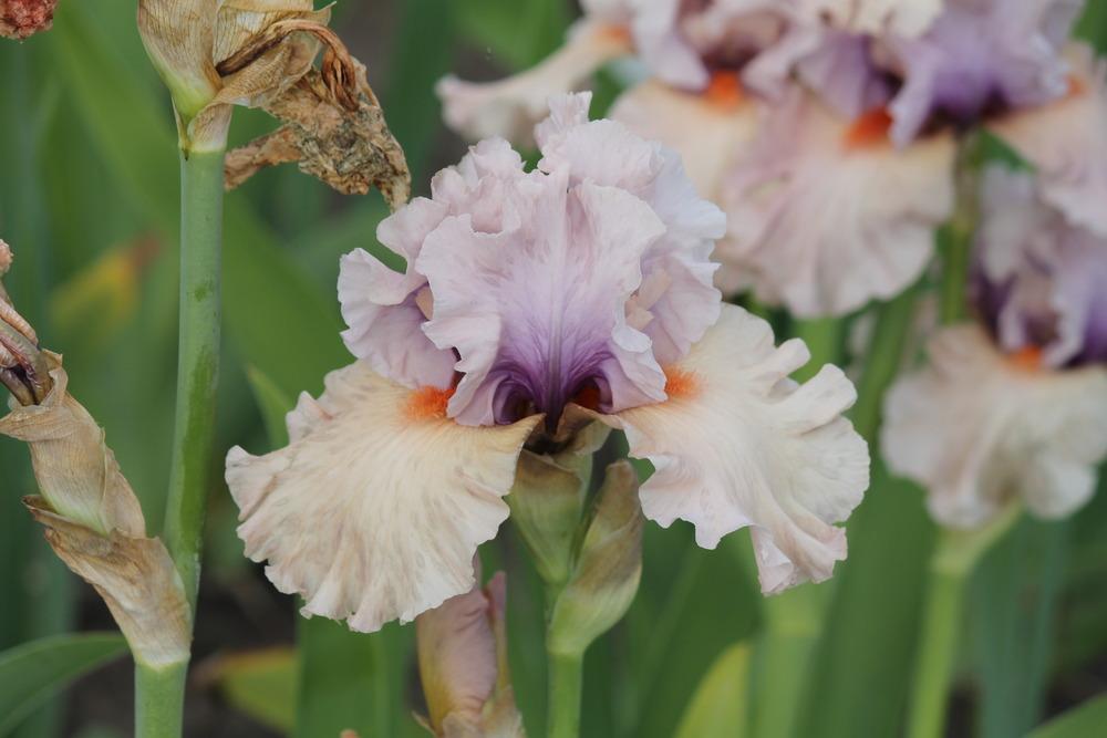 Photo of Tall Bearded Iris (Iris 'Advanced Degree') uploaded by ARUBA1334