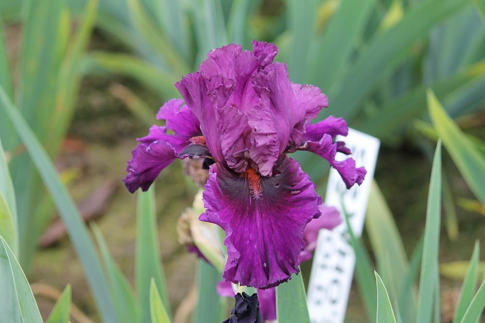 Photo of Tall Bearded Iris (Iris 'Who's a Toff') uploaded by ARUBA1334
