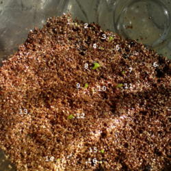 
Date: 2012-09-03
[...my lithop seedlings!]