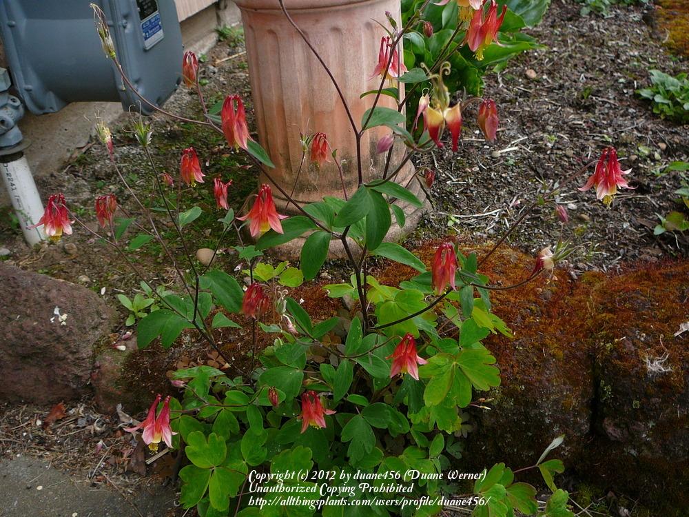 Photo of Eastern Red Columbine (Aquilegia canadensis) uploaded by duane456