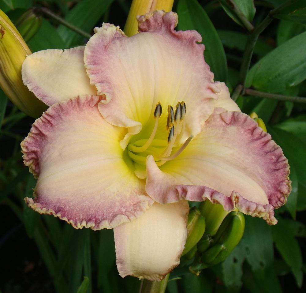 Photo of Daylily (Hemerocallis 'Willow Dean Smith') uploaded by nh4me