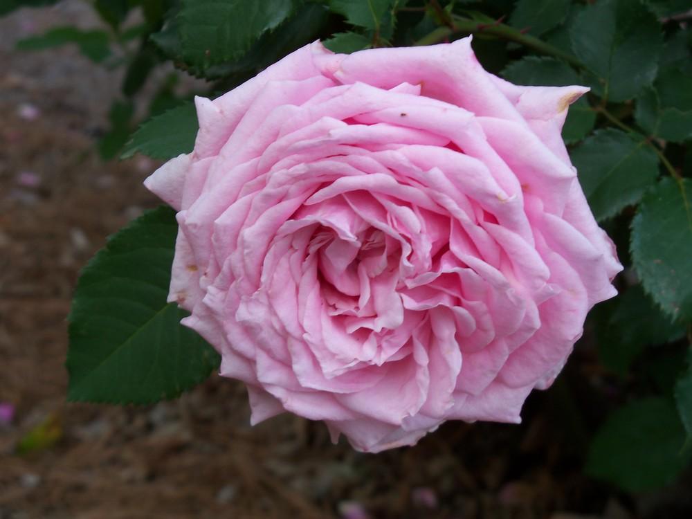 Photo of Rose (Rosa 'Belinda's Dream') uploaded by Avedon