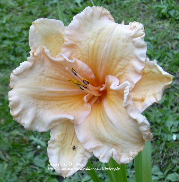 Photo of Daylily (Hemerocallis 'Party Queen') uploaded by Joy