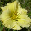 Photo Courtesy of A La Carte Daylilies. Used with Permission.