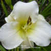 Photo Courtesy of A La Carte Daylilies. Used with Permission.