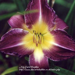
Photo Courtesy of A La Carte Daylilies. Used with Permission.