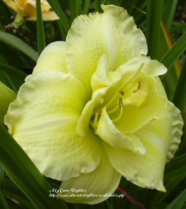 Photo of Daylily (Hemerocallis 'Cabbage Flower') uploaded by Joy