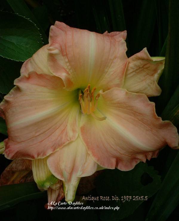 Photo of Daylily (Hemerocallis 'Antique Rose') uploaded by Joy
