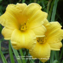 
Photo Courtesy of A La Carte Daylilies. Used with Permission.