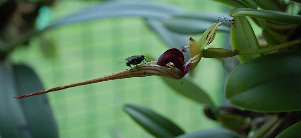 Photo of Orchid (Bulbophyllum putidum) uploaded by Ursula