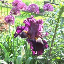 Location: Sun Zone 6a
Date: 2012-05-16
With Alliums Purple Sensation
