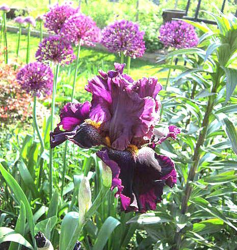 Photo of Tall Bearded Iris (Iris 'Nancy's Lace') uploaded by ge1836