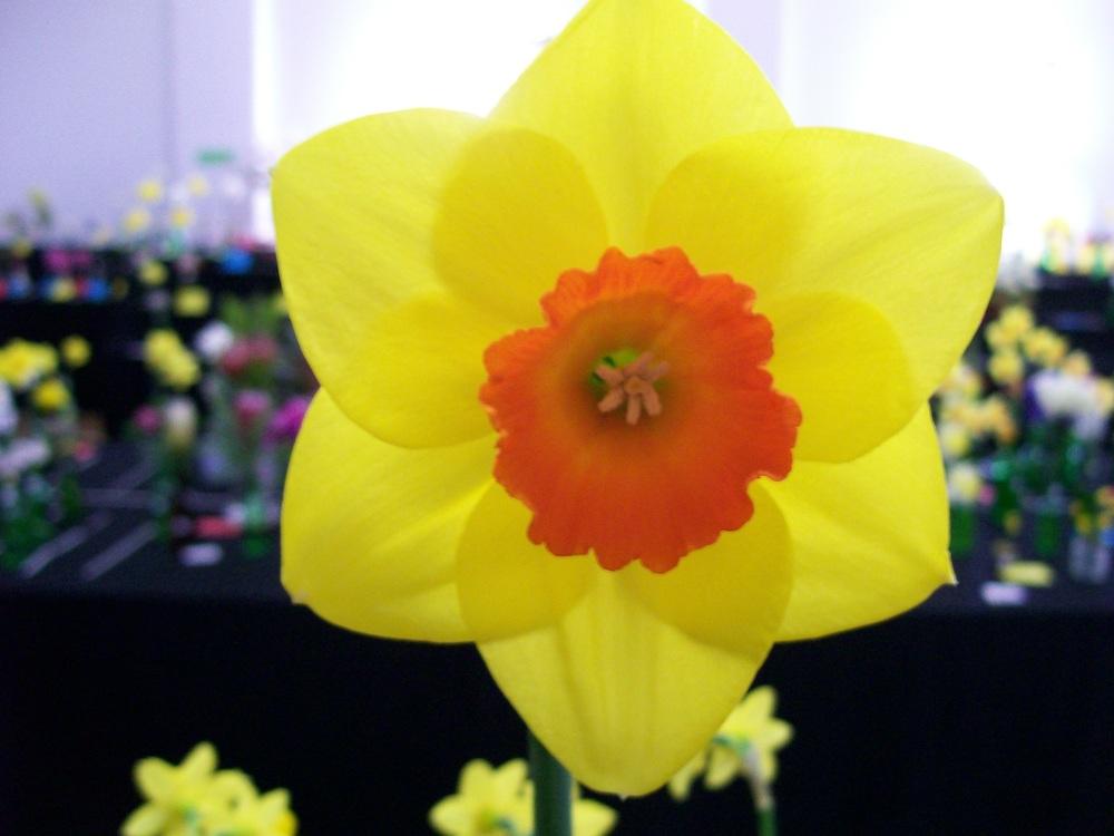 Photo of Daffodil (Narcissus 'Horizon') uploaded by gwhizz