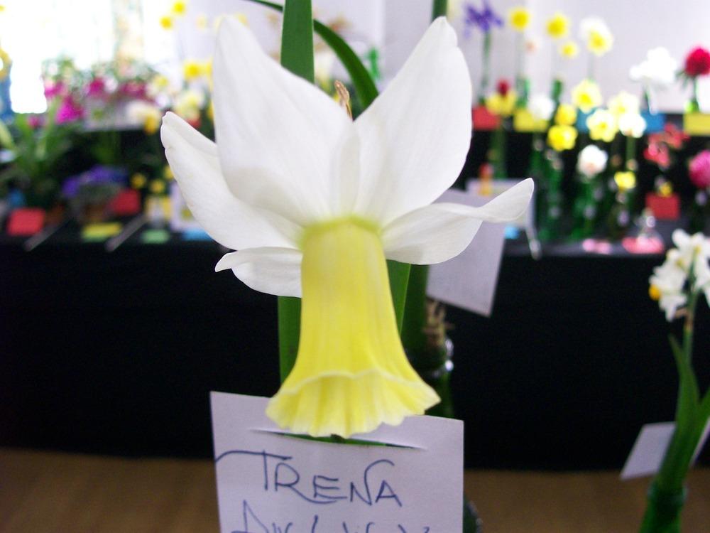 Photo of Cyclamineus Daffodil (Narcissus 'Trena') uploaded by gwhizz