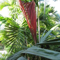 Location: Southwest Florida
Date: September 2012
The new leaves of this palm emerge a bright red color (which late