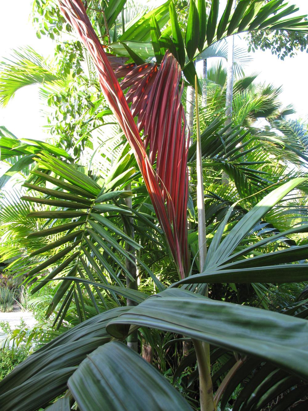 Photo of Flame Thrower Palm (Chambeyronia macrocarpa) uploaded by Dutchlady1