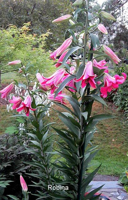 Photo of Lily (Lilium 'Robina') uploaded by ge1836