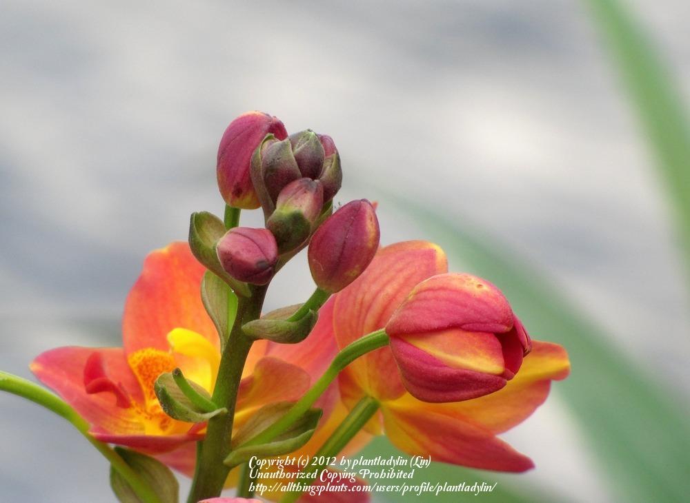Photo of Ground Orchid (Spathoglottis 'Citrus Cooler') uploaded by plantladylin
