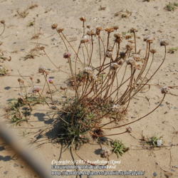Location: Oregon coast, south of Lincoln City
Date: Aug 16, 2012
Growing in natural habitat, during drought of summer.