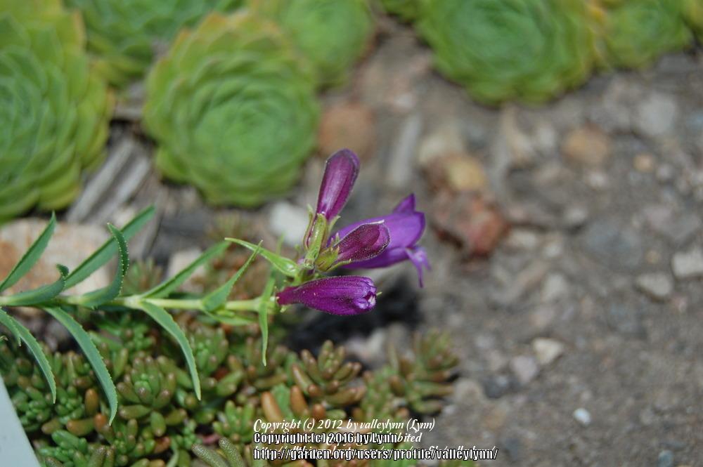 Photo of Beardtongue (Penstemon Pike's Peak Purple®) uploaded by valleylynn
