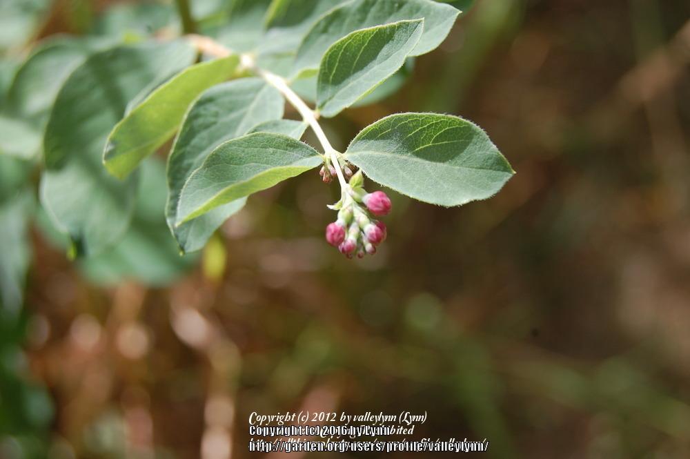 Photo of Common Snowberry (Symphoricarpos albus) uploaded by valleylynn