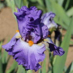 Location: Superstitions Garden In California
Date: 2012-04-29