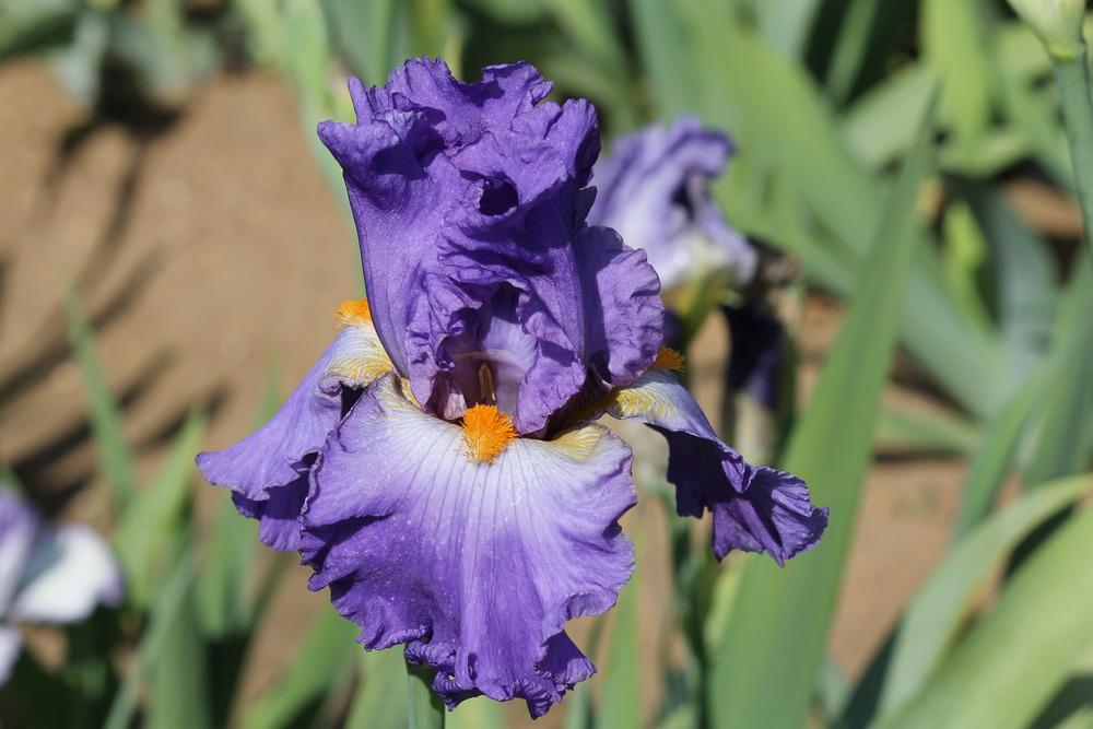 Photo of Tall Bearded Iris (Iris 'Hawaiian Rain') uploaded by ARUBA1334
