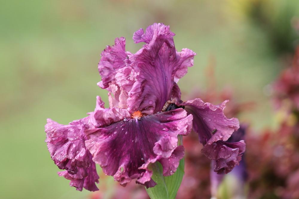 Photo of Tall Bearded Iris (Iris 'Romantic Gentleman') uploaded by ARUBA1334