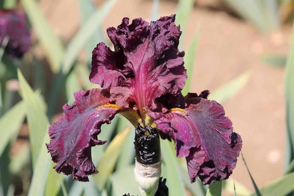 Photo of Tall Bearded Iris (Iris 'Grand Classic') uploaded by ARUBA1334